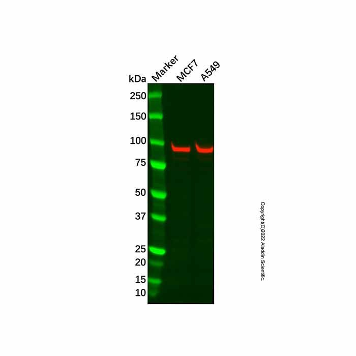VCP Antibody