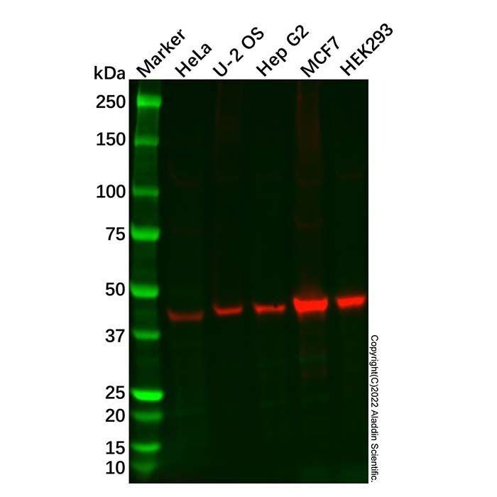 Recombinant WWOX Antibody