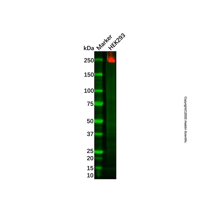 ZO1 tight junction Antibody