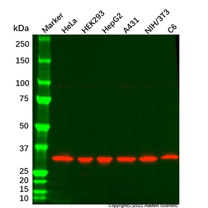 PCNA Mouse mAb