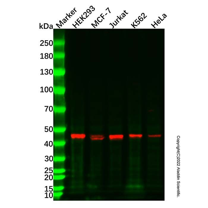 TBP Mouse mAb