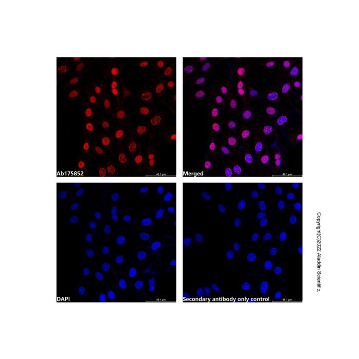 PCNA Mouse mAb (Biotin)
