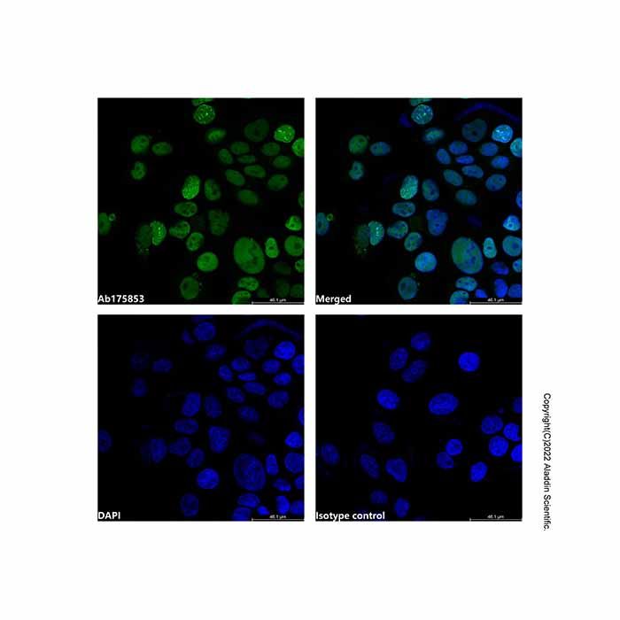 PCNA Mouse mAb (FITC)