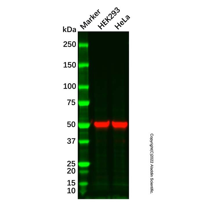beta Tubulin Mouse mAb (HRP)