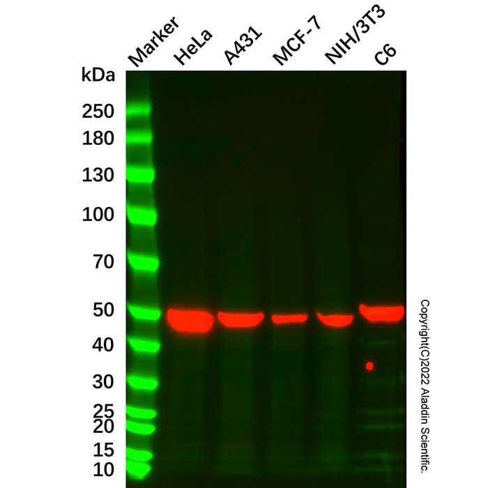 ENO1 Mouse mAb
