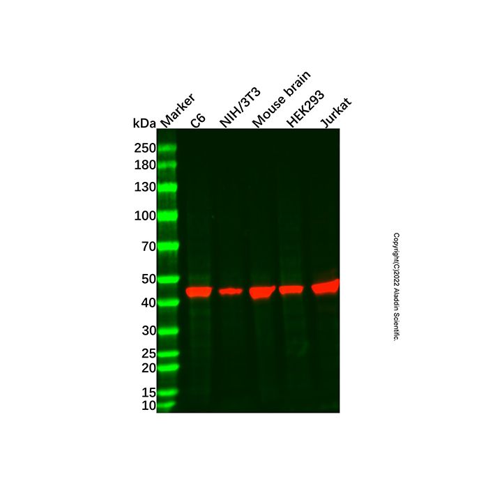 p38 alpha Mouse mAb