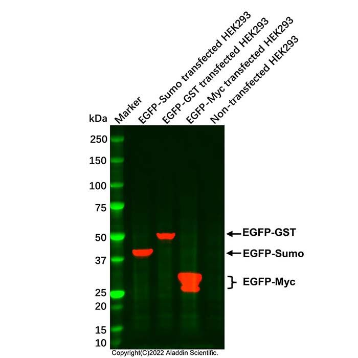 GFP/EGFP Mouse mAb