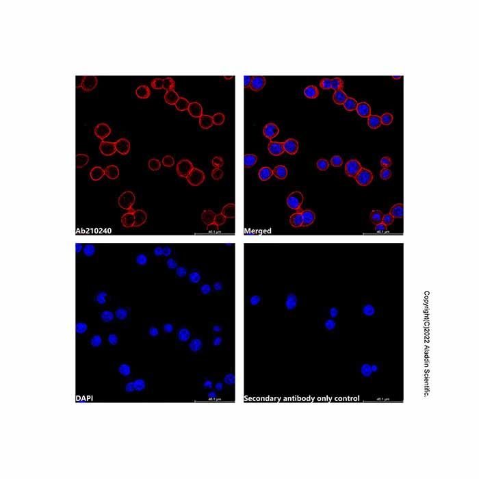 Goat Anti-Rabbit IgG H&L (Cy3)