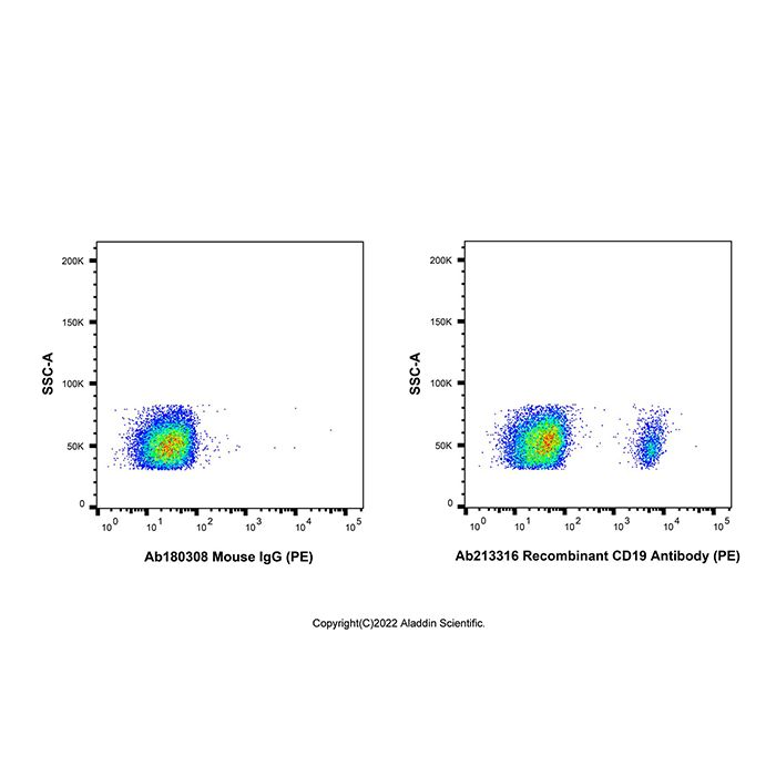 Recombinant CD19 Antibody (PE) 