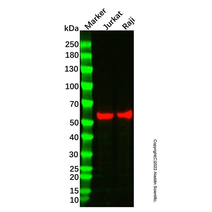 Beclin 1 Mouse mAb
