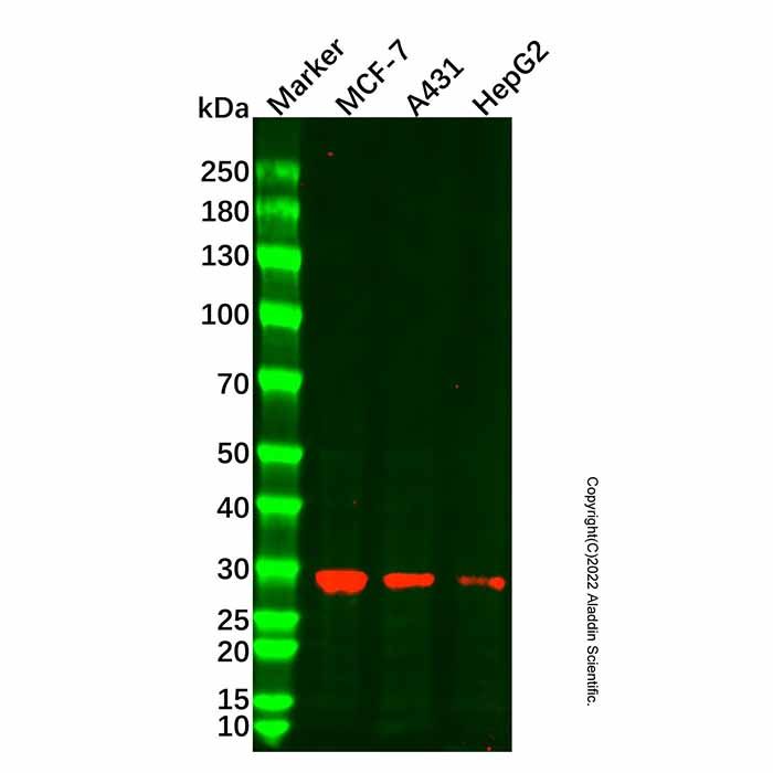 Cathepsin D Mouse mAb