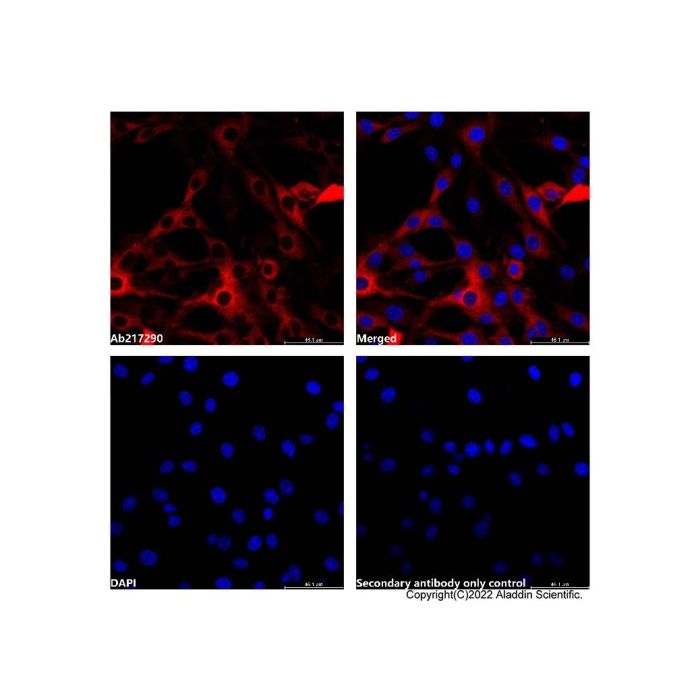 Goat Anti-Rabbit IgG H&L (AF660)