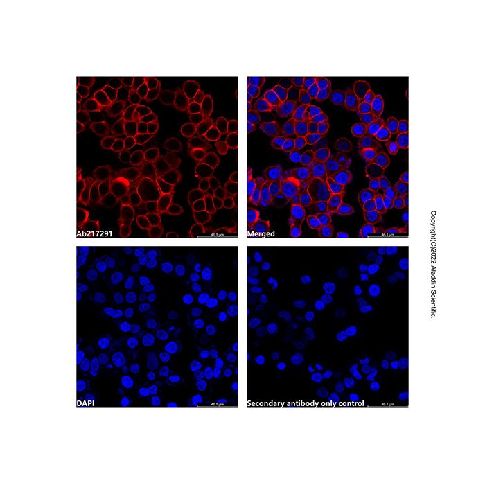 Goat Anti-Rabbit IgG H&L (AF680)