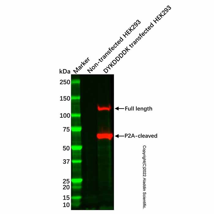 Recombinant DYKDDDDK tag (Binds to Flag tag) Antibody (HRP)