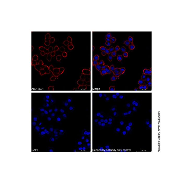 Goat Anti-Mouse IgG H&L (Cy3) (Ready to use)