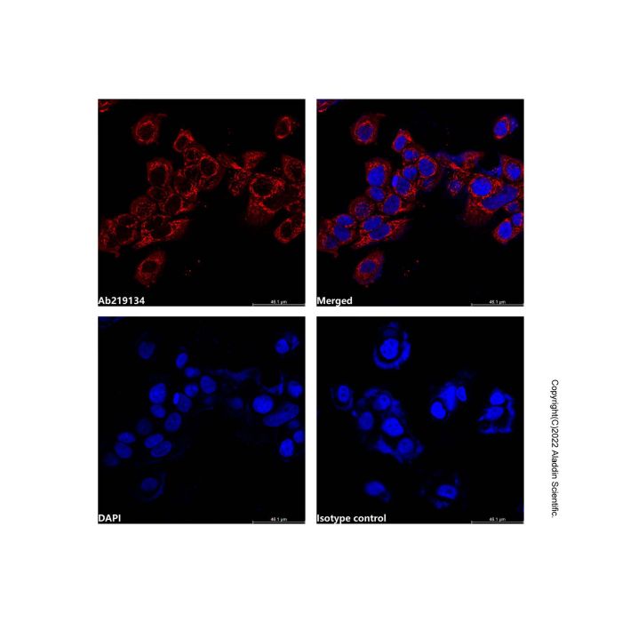 Hsp60 Mouse mAb (AF700)