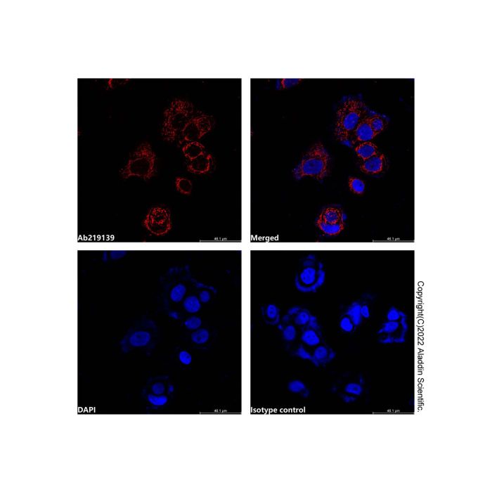 Hsp60 Mouse mAb (AF750)