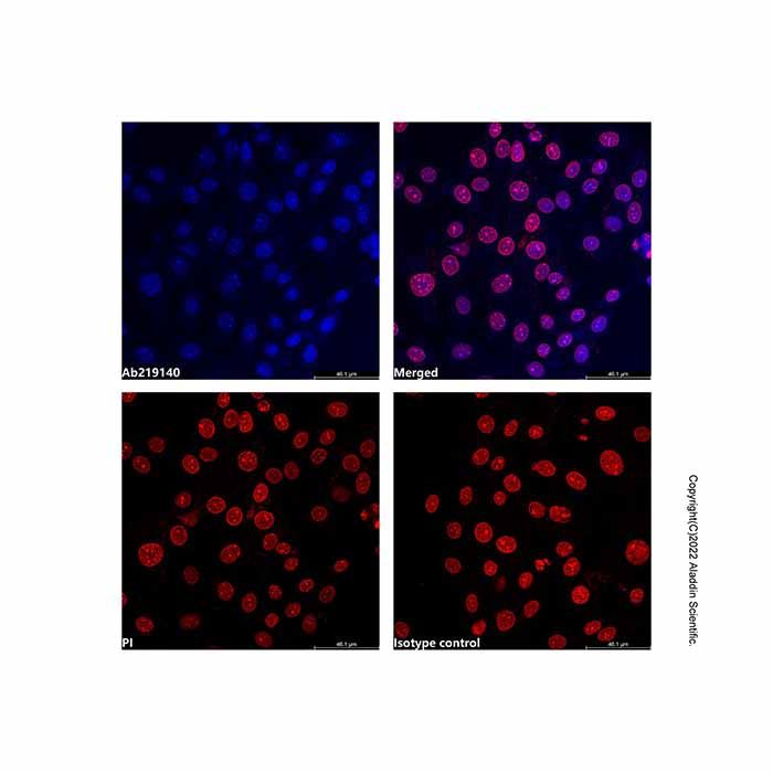 PCNA Mouse mAb (AF405)
