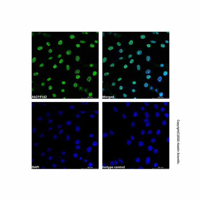 PCNA Mouse mAb (AF488)