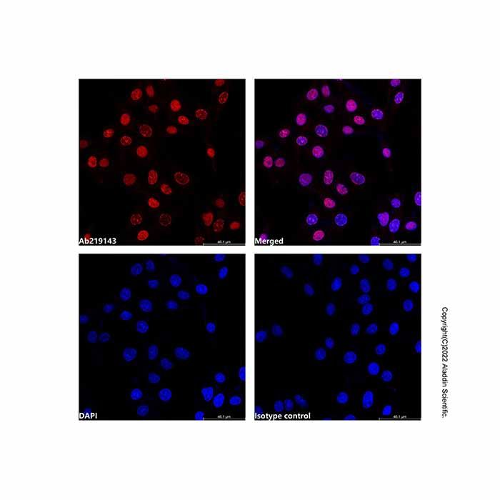 PCNA Mouse mAb (AF555)