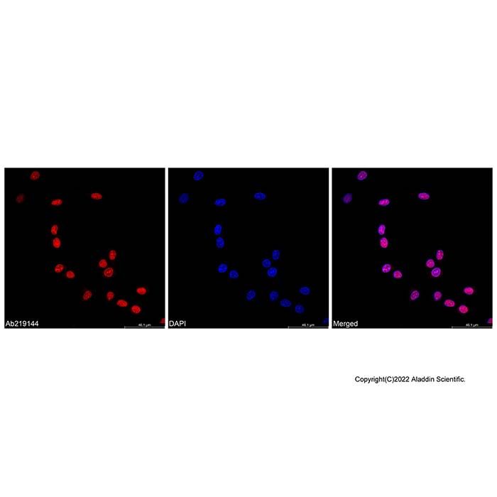 PCNA Mouse mAb (AF594)