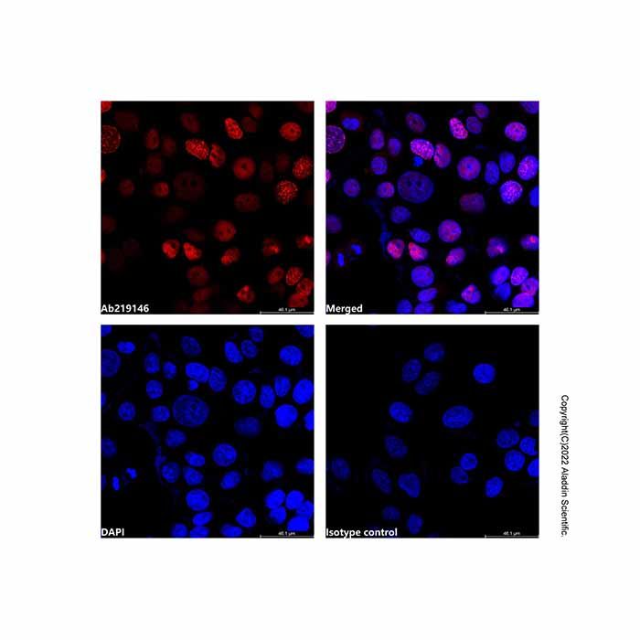PCNA Mouse mAb (AF647)