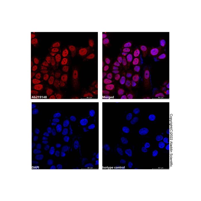 PCNA Mouse mAb (AF750)