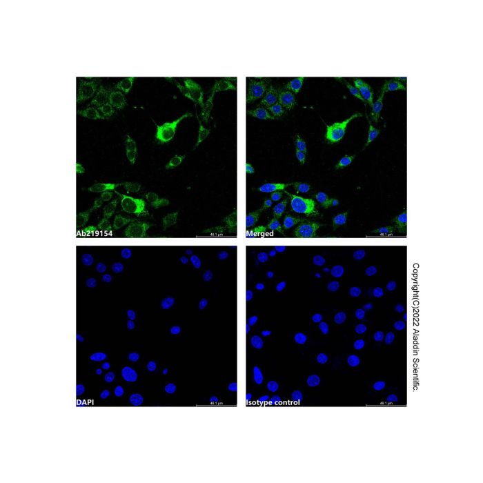 Cyclophilin B Mouse mAb (AF488)