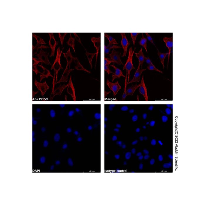 alpha Tubulin Mouse mAb (Biotin)