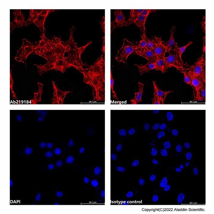 beta Actin Mouse mAb (AF555)