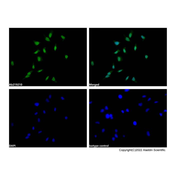 Lamin A/C Mouse mAb (FITC)