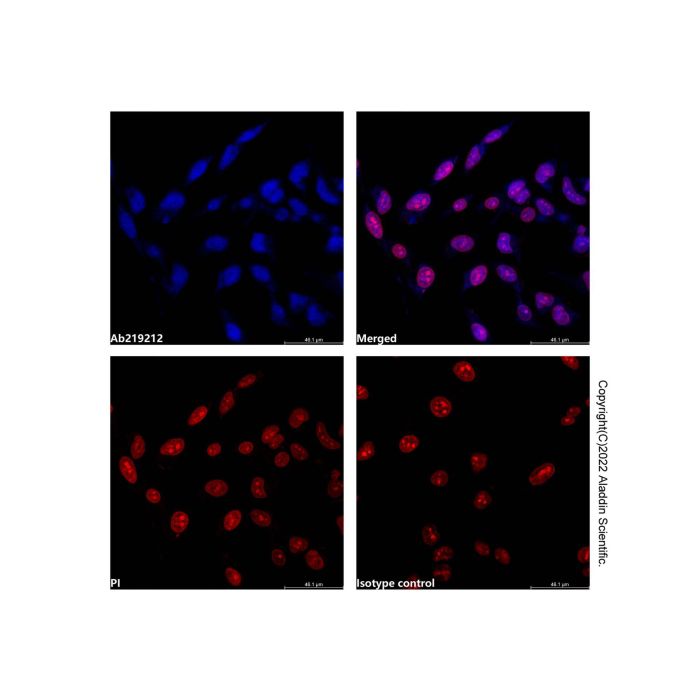 Lamin A/C Mouse mAb (AF405)