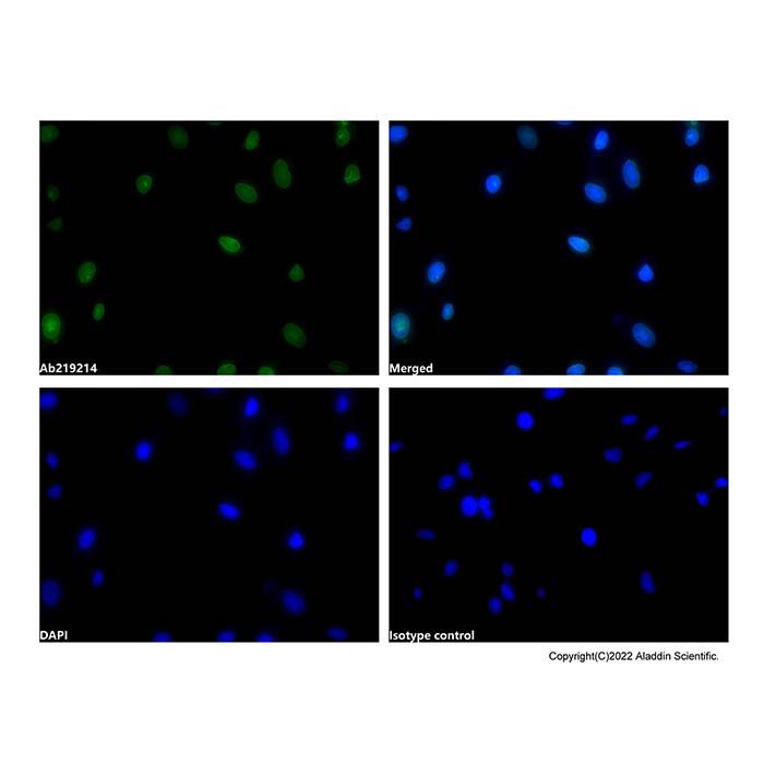 Lamin A/C Mouse mAb (AF488)