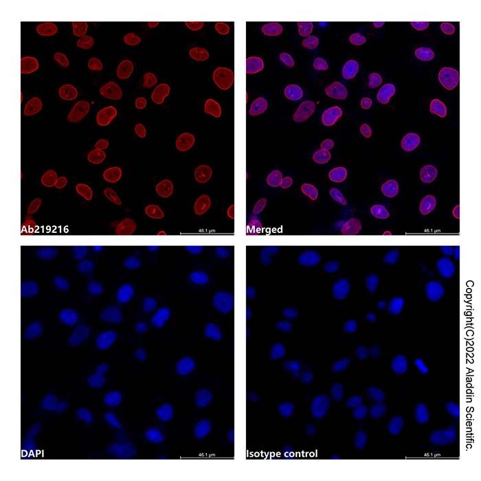 Lamin A/C Mouse mAb (AF555)