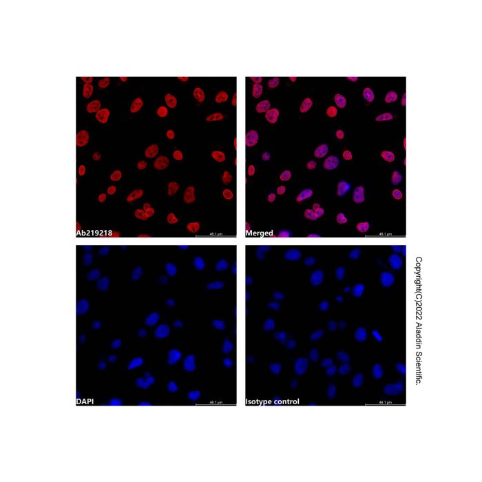 Lamin A/C Mouse mAb (AF647)