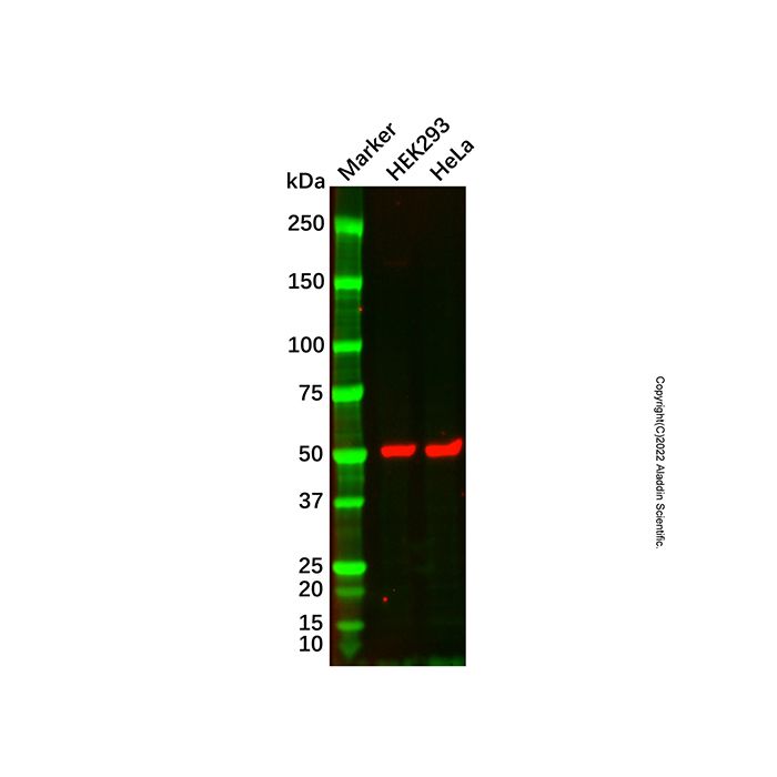 beta III Tubulin Mouse mAb (Biotin)