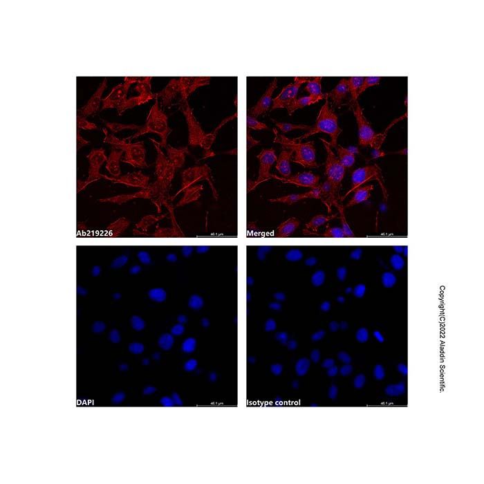 alpha-Smooth Muscle Actin Mouse mAb (TRITC)