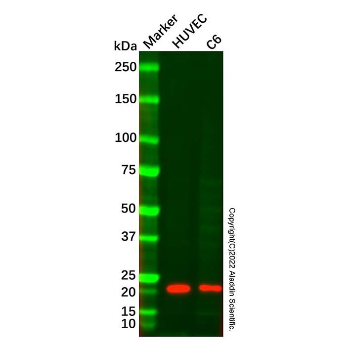 Caveolin-1 Mouse mAb (Biotin)