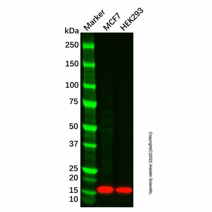COX IV Mouse mAb (HRP)