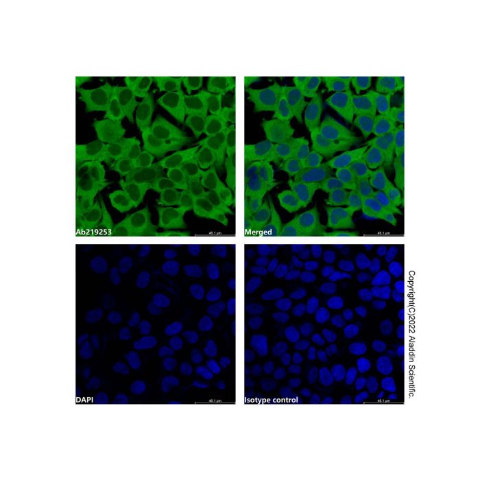 GAPDH Mouse mAb (FITC)