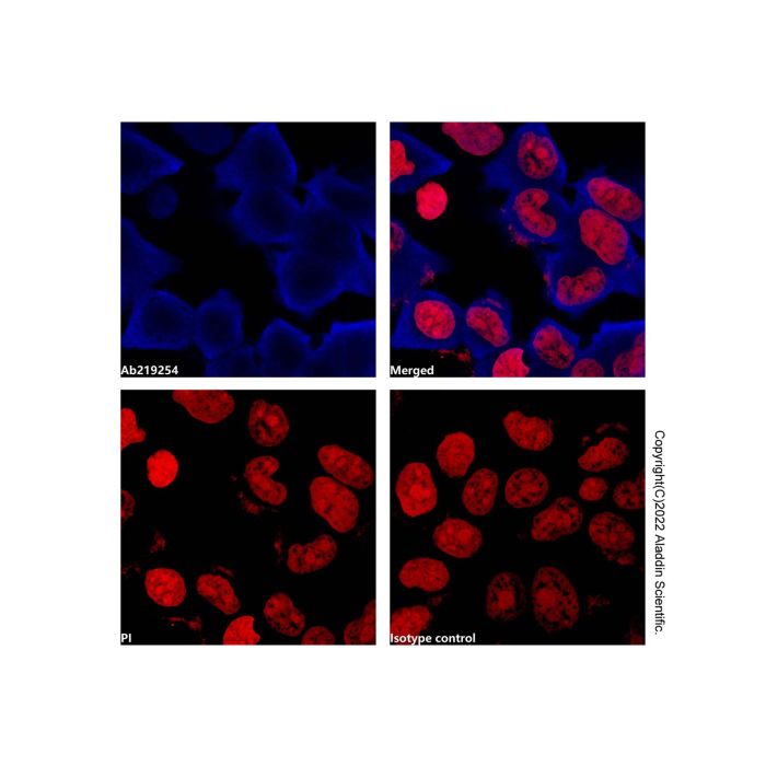 GAPDH Mouse mAb (AF405)