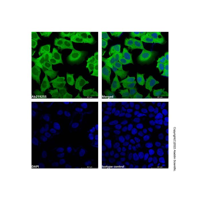 GAPDH Mouse mAb (AF488)