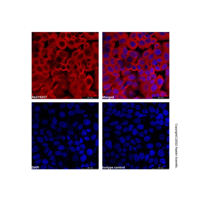 GAPDH Mouse mAb (AF555)