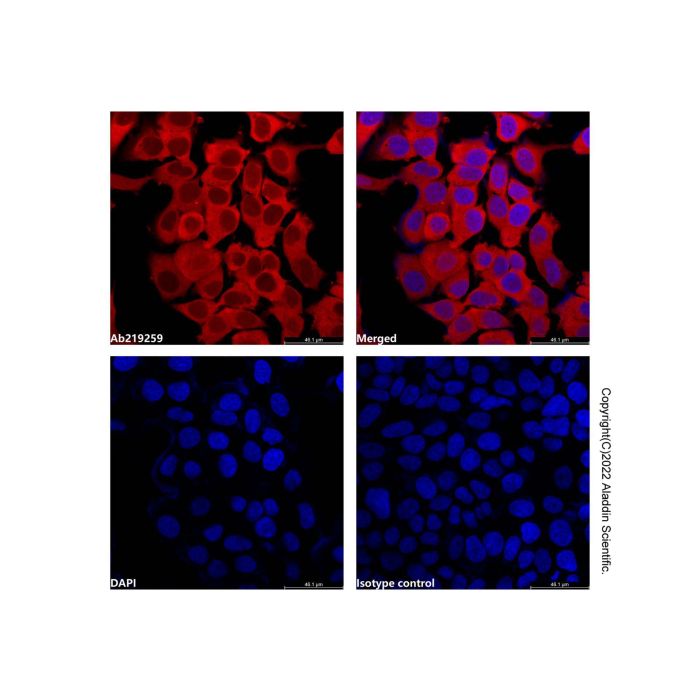 GAPDH Mouse mAb (AF647)