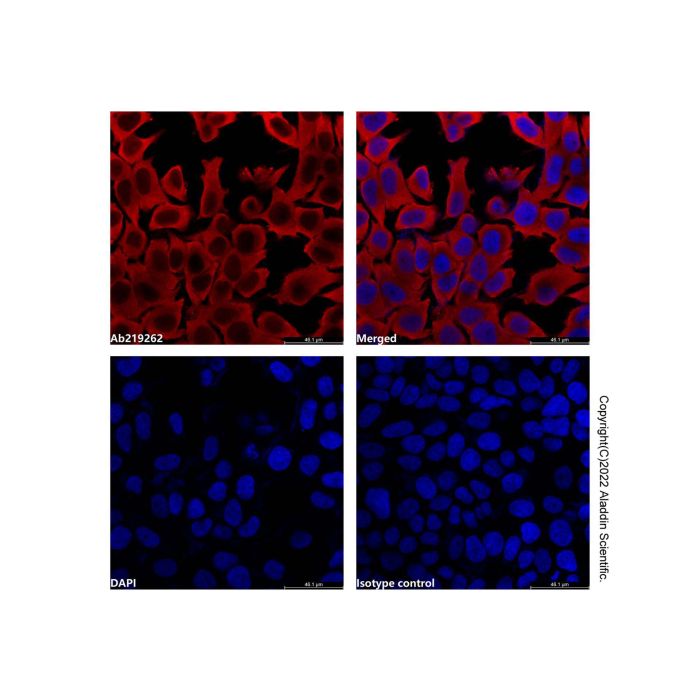 GAPDH Mouse mAb (AF700)