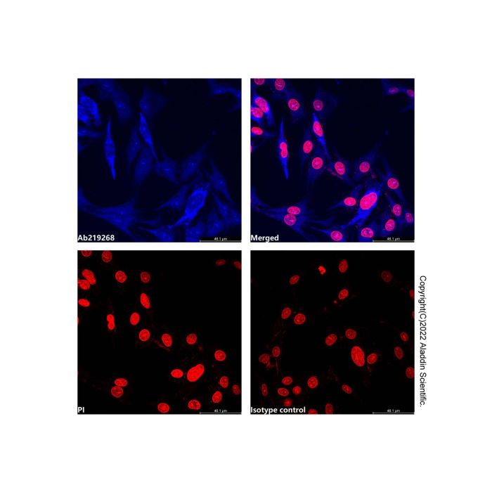 Hsp60 Mouse mAb (AF405)