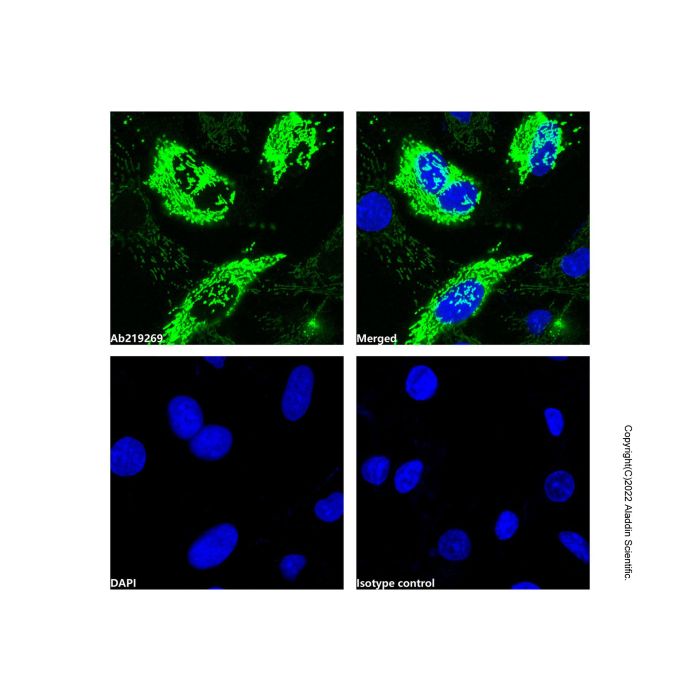 Hsp60 Mouse mAb (AF488)