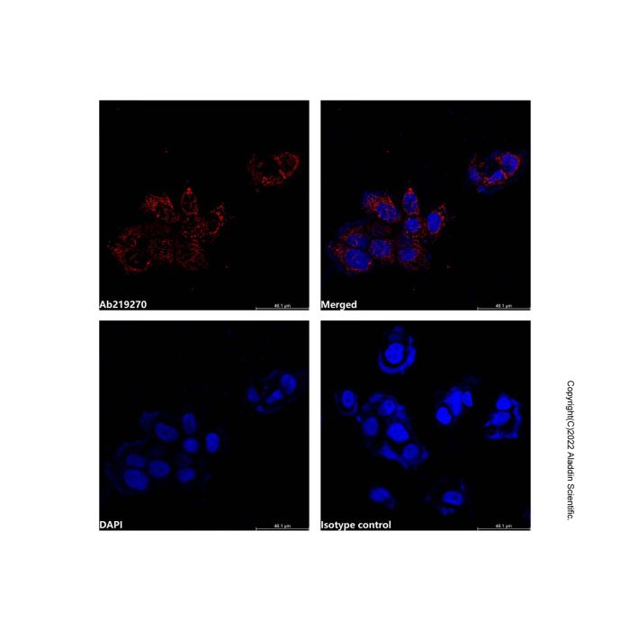 Hsp60 Mouse mAb (AF555)