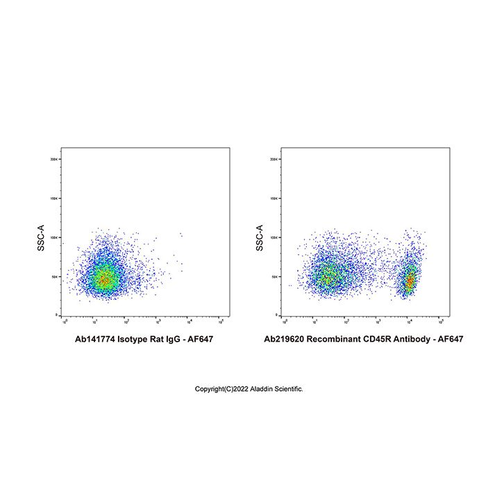 Recombinant CD45R Antibody