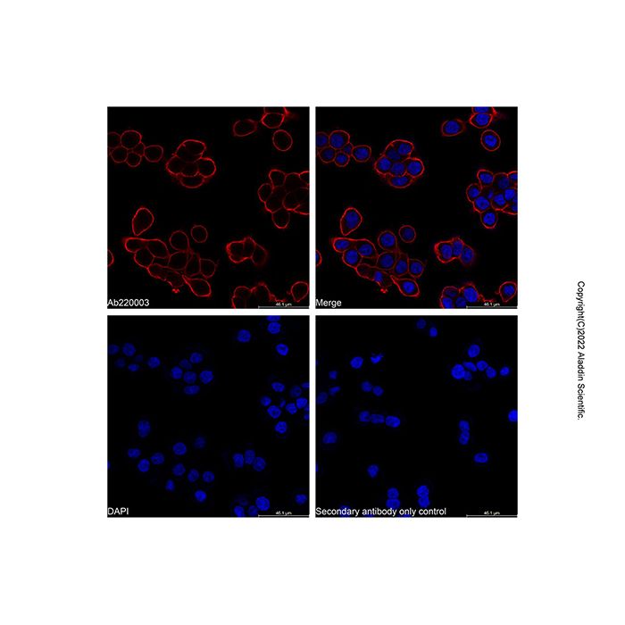 Goat Anti-Mouse IgG H&L (TRITC) (Ready to use)